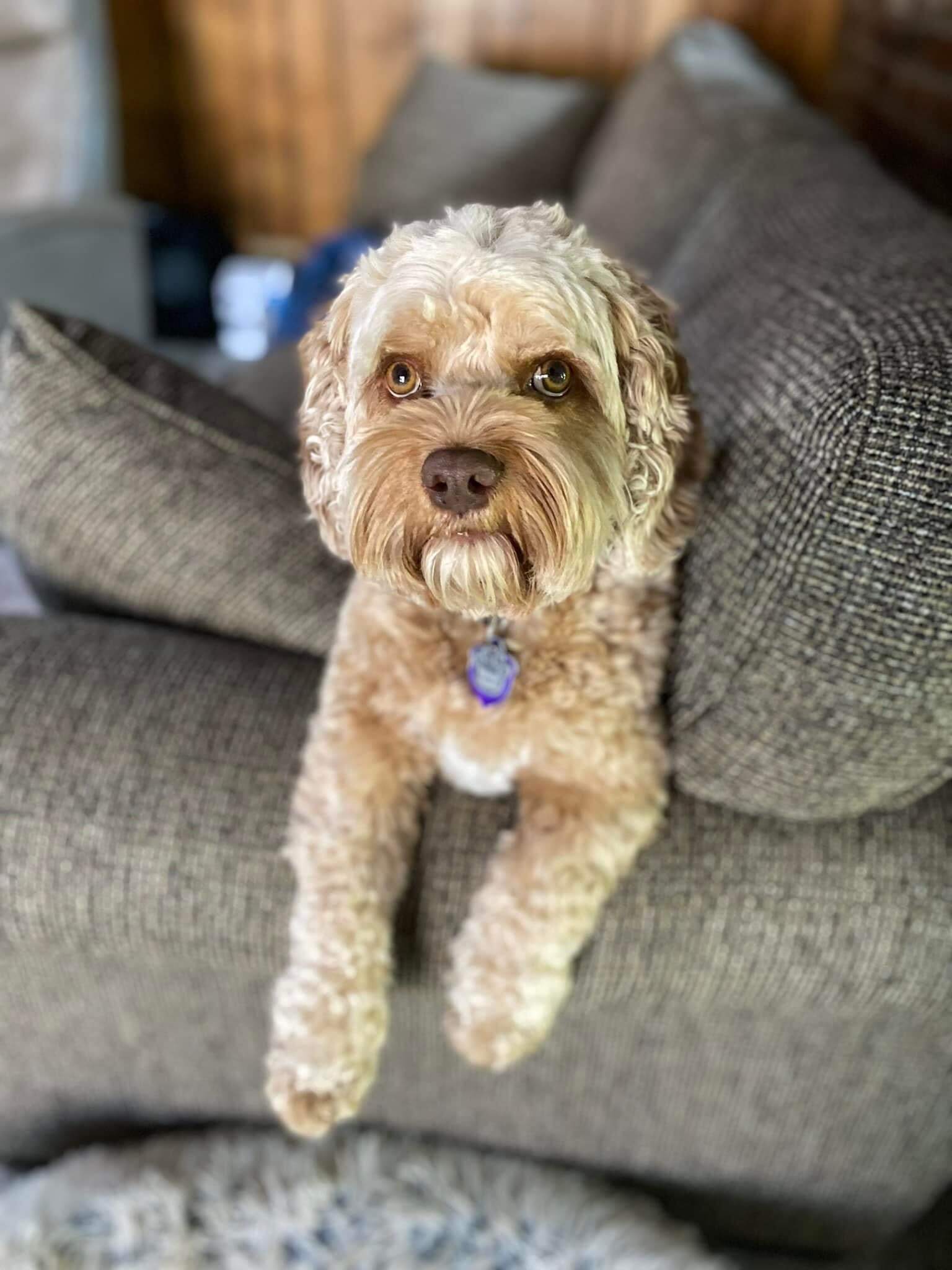Whiskey